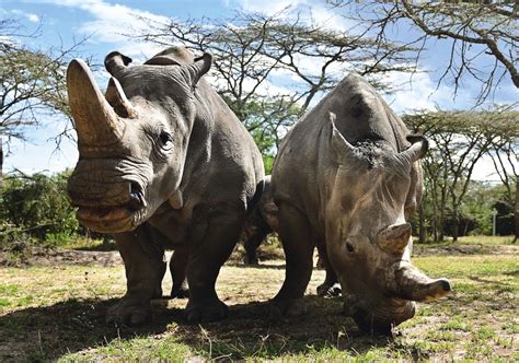 Conservation Efforts to Save the White Rhino from Extinction: Challenges and Success Stories