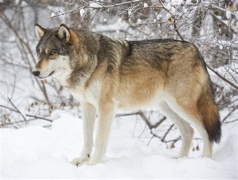 Discover the Diverse World of Wolf Species: A Comprehensive Guide for Wildlife Enthusiasts