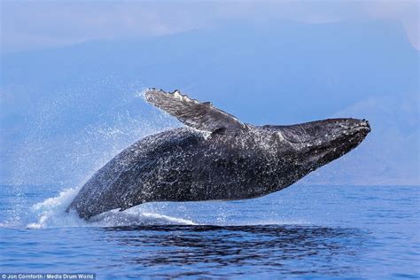 Exploring the Majestic Humpback Whales: Fascinating Facts and Conservation Efforts for Animal Lovers