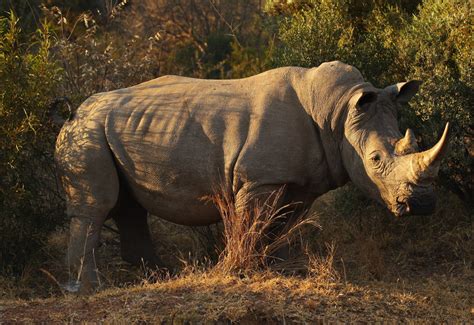 Exploring the Extinction of the White Rhinoceros: Key Factors and Conservation Efforts